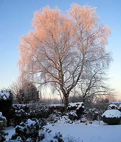 A photo of sunrise over silver birch cast in frost taken in Woodford, Cheshire by David McLeod