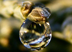 A photograph of a droplet on Juniper at Barr Green Cottage in Woodford in Cheshire