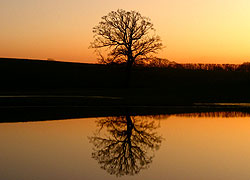 Tree reflection Barr Green Farm - Evelyn Frearson