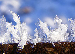 A photo of 'Frosty Fairies' on a twig in Woodford Cheshire - taken by Evelyn Frearson - January 2010