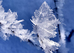 A photo of a frosty twig in Woodford Cheshire - taken by Evelyn Frearson - January 2010