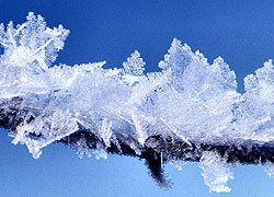 A photo of a frosty twig in Woodford Cheshire - taken by Evelyn Frearson - January 2010