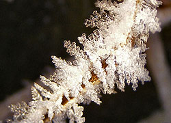 A photo of a frosty twig in Woodford Cheshire - taken by Evelyn Frearson - January 2010