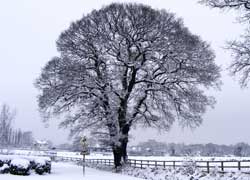 A photo of an oak tree in Blossoms Lane in Woodford, Cheshire taken by Evelyn Frearson