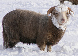 Sheep in snow covered Woodford Cheshire - taken by Evelyn Frearson - January 2010