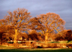A photograph of evening sun on Church Lane in Woodford Cheshire