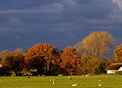 Autumn colours in Blossoms Lane taken by Evelyn Frearson