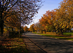 Autumn in Chester Road taken by Evelyn Frearson