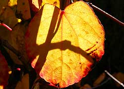 Autumn leaves taken by Evelyn Frearson