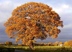 Oak tree in Blossoms Lane in autumn taken by Evelyn Frearson