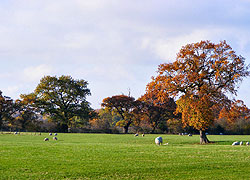 Oak trees in autumn on Barr Green Farm taken by Evelyn Frearson
