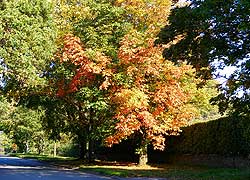 Autumn colours in Wilmslow Road taken by Evelyn Frearson