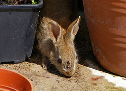 A photo of a rabbit emerging from behind plant pots taken by Evelyn Frearson