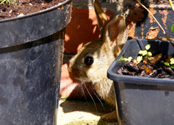 A photo of a rabbit hiding behind plant pots taken by Evelyn Frearson