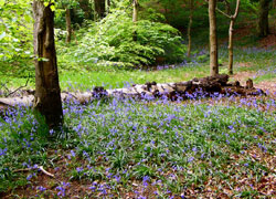 A photo of Bluebells in Blossoms Lane taken by Evelyn Frearson