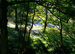 A photo of Bluebells in Lyme Park taken by Evelyn Frearson