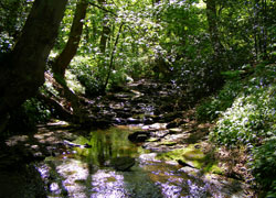 A photo of dappled sunlight in Lyme Park taken by Evelyn Frearson