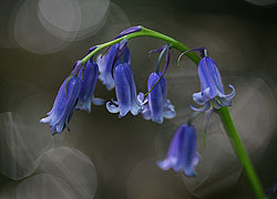 Bluebell Wood Higher Poynton taken by Robin Berriman