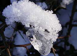 A photograph of an 'ice caterpillar' taken in Church Lane, Woodford Cheshire by Jenny Hayward