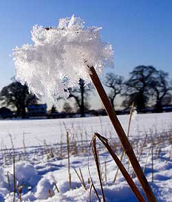 A photograph of an 'ice flower' taken in Woodford Cheshire by Jenny Hayward