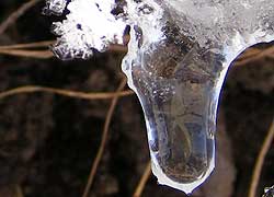 A photograph of an 'ice lens' taken in Church Lane, Woodford Cheshire by Jenny Hayward