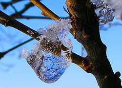 A photograph of an 'ice sapphire' taken in Blossoms Lane, Woodford Cheshire by Jenny Hayward