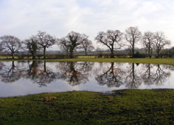 Reflections on Blossoms Lane in Woodford Cheshire