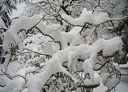 Woodford in the snow - Robin Berriman