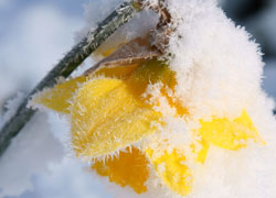 A photograph of a daffodil covered in snow taken in the Woodford Church Yard in Cheshire