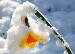 A photograph of a daffodil covered in snow taken in the Woodford Church Yard in Cheshire