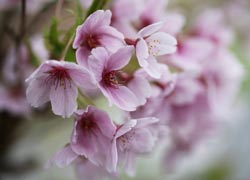 Blossom, Patch Lane, Bramhall - taken by Robin Berriman