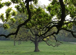 Hare Hill - taken by Robin Berriman