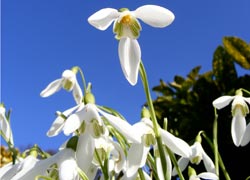 Snowdrops in the garden - taken by Evelyn Frearson