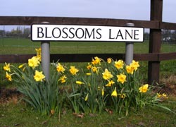 Spring in Blossoms Lane - taken by Evelyn Frearson