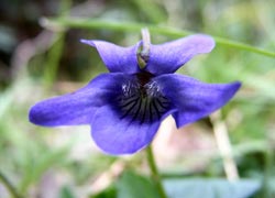 Violet in Goyt Valley - taken by Evelyn Frearson