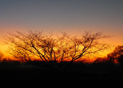 Sunset on Blossoms Lane