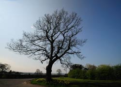 A photograph of a tree in Woodford Cheshire
