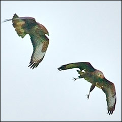 A photo of a pair of Buzzards in flight