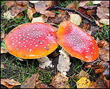 A photograph of Fly Agaric fungi discovered in the grass verge along Chester Road in Woodford, Cheshire