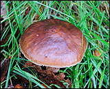 A photograph of a fungus discovered in the grass verge along Chester Road in Woodford, Cheshire
