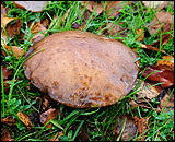 A photograph of a fungus discovered in the grass verge along Chester Road in Woodford, Cheshire