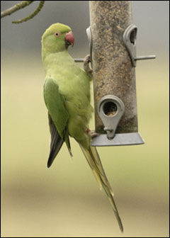A photo of a Parakeet at a bird feeder taken in Woodford, Cheshire