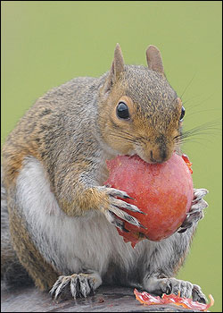 A photo of a squirrel eating a plum taken in Woodford, Cheshire