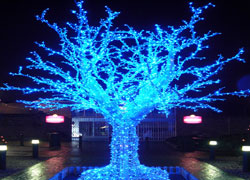 Woodford Garden Centre Xmas Tree