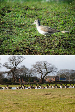 A photo of 3 whooper swans