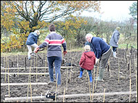 Tree planting in process