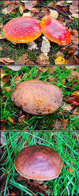 Squirrel eating a plum in a Woodford garden