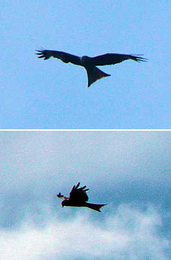 Red kite flying over the Blossoms Lane area in Woodford