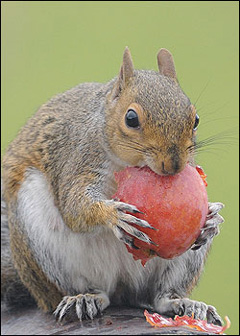 Squirrel eating a plum in a Woodford garden