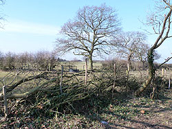Hedge layed on North West boundary 18-Mar-13 as part of the Woodford Community Centre Woodland Project 